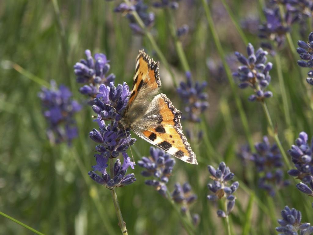 Sint Nicolaasga Landhotel De Ijsvogel מראה חיצוני תמונה
